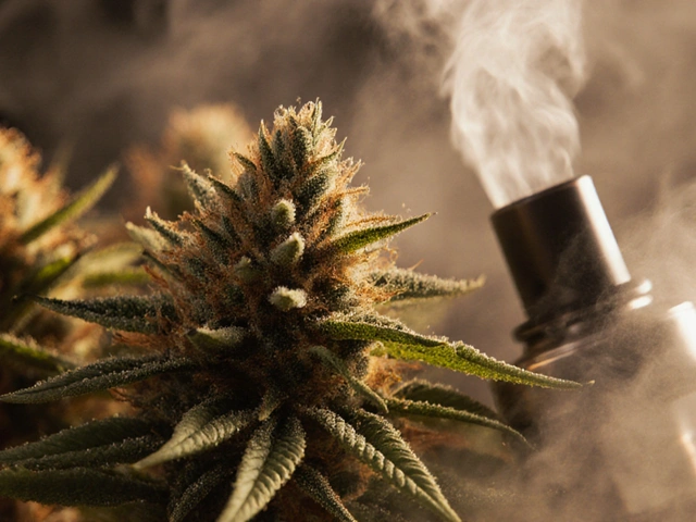 Was bewirkt HHC-Blüte? Wirkung, Erfahrungen und was du wissen musst