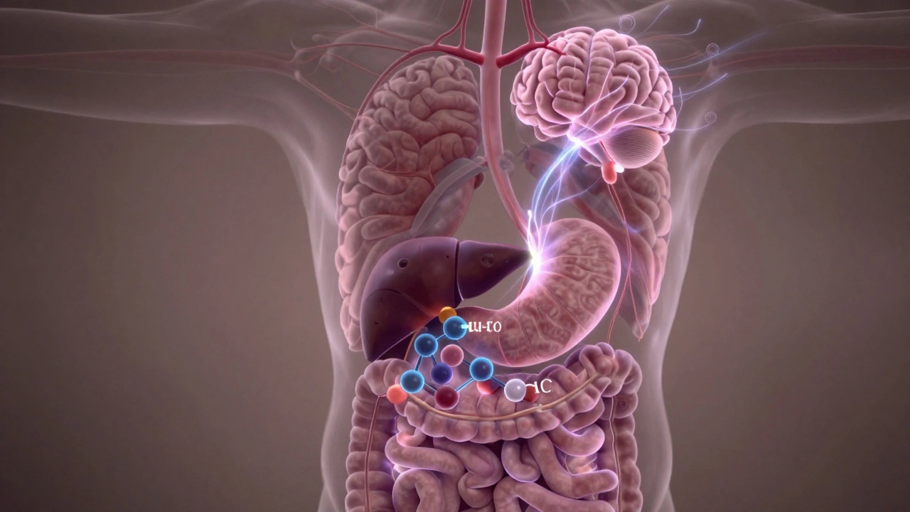 Schematische Darstellung der Umwandlung von THC in 11-Hydroxy-THC in Leber und Gehirn, mit sanft leuchtenden Stoffwechselwegen.