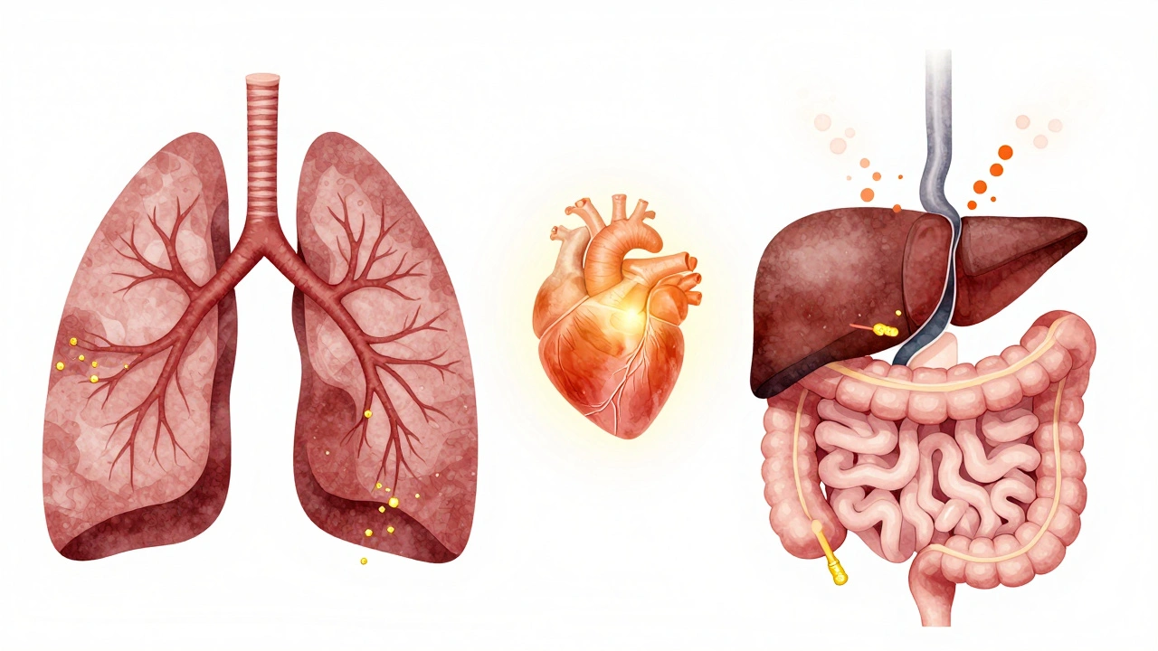 Vergleich der Wirkwege: CBD gelangt direkt in die Lunge oder wird in der Leber abgebaut, stilisierte Illustration.