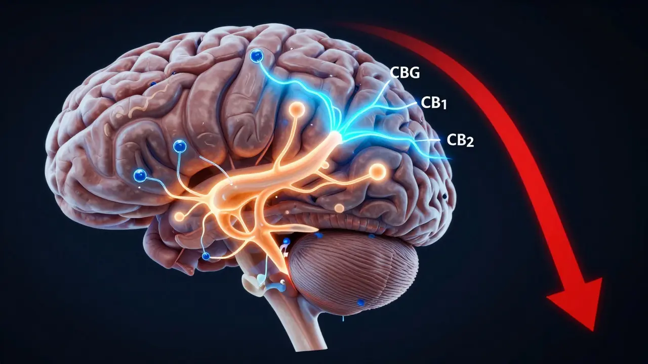 Wissenschaftliche Darstellung des Gehirns mit CBG-Molekülen, die an Rezeptoren binden und GABA freisetzen, während Cortisol sinkt.