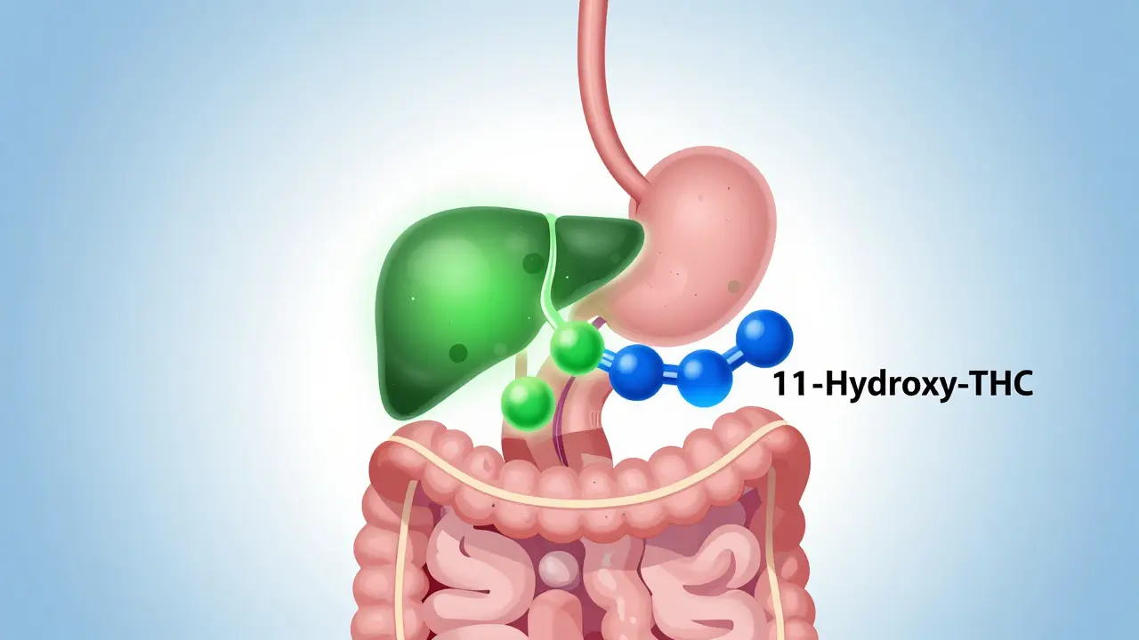 Illustration der THC-Umwandlung in der Leber