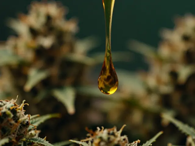 Die beliebtesten Cannabis-Extrakte: Von Hashöl zu Live Resin