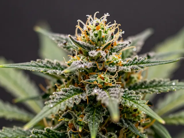 Was ist der stärkste Hybrid? THCV, THC und Potenz im Vergleich
