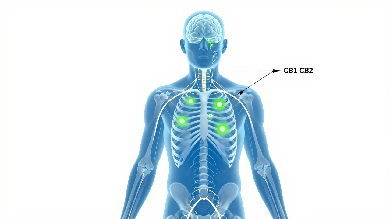 Illustration des Endocannabinoid-Systems und CBD-Wirkung