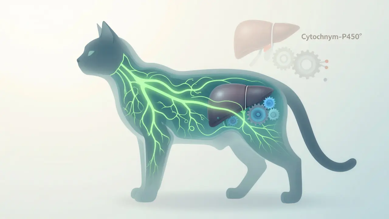 Konzeptuelle Darstellung des Endocannabinoid-Systems bei Katzen