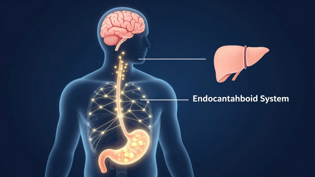Konzeptionelle Illustration des menschlichen Körpers und der Cannabinoid-Verstoffwechselung.